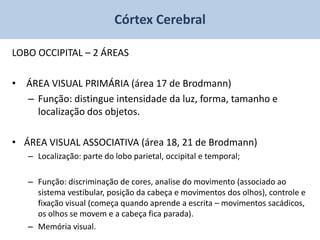 Córtex Cerebral

LOBO OCCIPITAL – 2 ÁREAS

• ÁREA VISUAL PRIMÁRIA (área 17 de Brodmann)
  – Função: distingue intensidade da luz, forma, tamanho e
    localização dos objetos.

• ÁREA VISUAL ASSOCIATIVA (área 18, 21 de Brodmann)
   – Localização: parte do lobo parietal, occipital e temporal;

   – Função: discriminação de cores, analise do movimento (associado ao
     sistema vestibular, posição da cabeça e movimentos dos olhos), controle e
     fixação visual (começa quando aprende a escrita – movimentos sacádicos,
     os olhos se movem e a cabeça fica parada).
   – Memória visual.
 