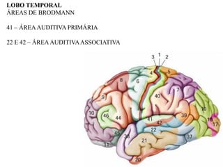 LOBO TEMPORAL
ÁREAS DE BRODMANN

41 – ÁREA AUDITIVA PRIMÁRIA

22 E 42 – ÁREA AUDITIVA ASSOCIATIVA
 