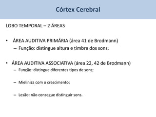 Córtex Cerebral

LOBO TEMPORAL – 2 ÁREAS

• ÁREA AUDITIVA PRIMÁRIA (área 41 de Brodmann)
  – Função: distingue altura e timbre dos sons.

• ÁREA AUDITIVA ASSOCIATIVA (área 22, 42 de Brodmann)
   – Função: distingue diferentes tipos de sons;

   – Mieliniza com o crescimento;

   – Lesão: não consegue distinguir sons.
 