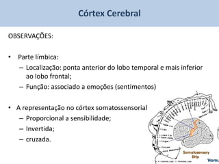 Córtex Cerebral

OBSERVAÇÕES:

• Parte límbica:
  – Localização: ponta anterior do lobo temporal e mais inferior
    ao lobo frontal;
  – Função: associado a emoções (sentimentos)

• A representação no córtex somatossensorial é:
   – Proporcional a sensibilidade;
   – Invertida;
   – cruzada.
 