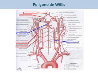Polígono de Willis
 