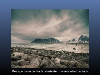Pez que lucha contra la  corriente ... muere electrocutado .

 