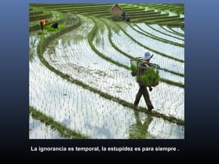 La ignorancia es temporal, la estupidez es para siempre .
 