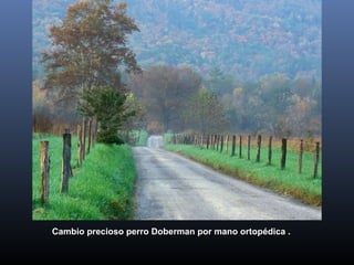 Cambio precioso perro Doberman por mano ortopédica .
 