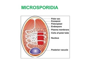 MICROSPORIDIA
 