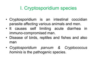 I. Cryptosporidium species
• Cryptosporidium is an intestinal coccidian
parasite affecting various animals and men.
• It causes self limiting acute diarrhea in
immuno-compromised man.
• Disease of birds, reptiles and fishes and also
man
• Cryptosporidium parvum & Cryptococcus
hominis is the pathogenic species.
 