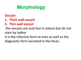 Morphology
Oocyst-
1. Thick wall oocyst
2. Thin wall oocyst
the oocysts are acid fast in nature but do not
stain by iodine
It is the infective form to man as well as the
diagnostic form excreted in the feces.
 