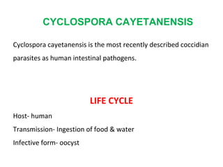 CYCLOSPORA CAYETANENSIS
Cyclospora cayetanensis is the most recently described coccidian
parasites as human intestinal pathogens.
LIFE CYCLE
Host- human
Transmission- Ingestion of food & water
Infective form- oocyst
 