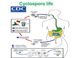 Cyclospora life
cycle
 
