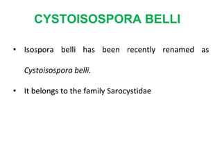 CYSTOISOSPORA BELLI
• Isospora belli has been recently renamed as
Cystoisospora belli.
• It belongs to the family Sarocystidae
 