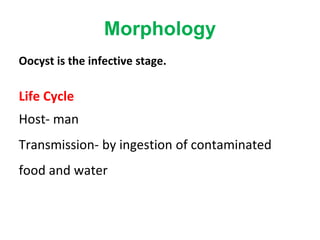 Morphology
Oocyst is the infective stage.
Life Cycle
Host- man
Transmission- by ingestion of contaminated
food and water
 