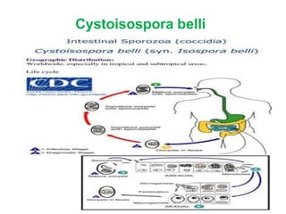 Cystoisospora belli
 