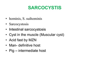 SARCOCYSTIS
• hominis, S. suihominis
• Sarcocystosis
• Intestinal sarcocystosis
• Cyst in the muscle (Muscular cyst)
• Acid fast by MZN
• Man- definitive host
• Pig – intermediate host
 