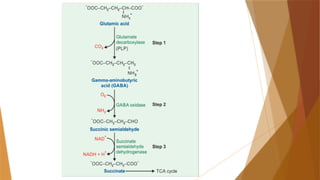 Comprehensive Overview of Acidic Amino Acids and Their Metabolic Roles ...