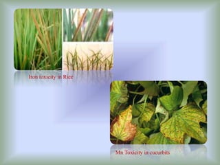 Iron toxicity in Rice
Mn Toxicity in cucurbits
 