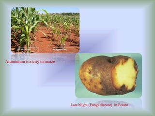 Aluminium toxicity in maize
Late blight (Fungi disease) in Potato
 