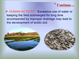 *Continue…
 HUMAN ACTIVITY : Excessive use of water or
keeping the field submerged for long time
accompanied by improper drainage may lead to
the development of acidic soil.
 
