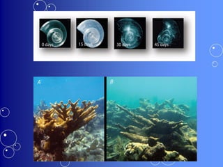 Acidification & acid rain