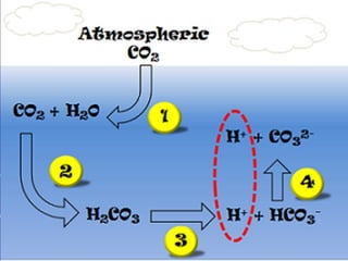 Acidification & acid rain