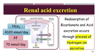 mechanism of acidification of urine ppt show.ppsx