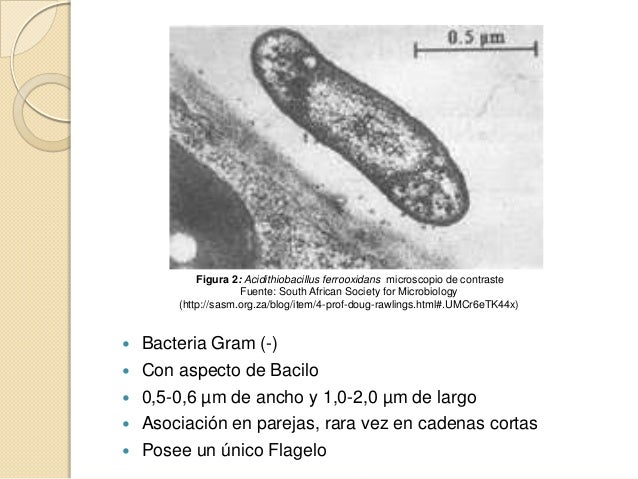 Acidithiobacillus ferrooxidans