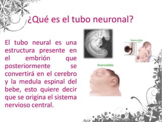 ¿Qué es el tubo neuronal?
El tubo neural es una
estructura presente en
el embrión que
posteriormente se
convertirá en el cerebro
y la medula espinal del
bebe, esto quiere decir
que se origina el sistema
nervioso central.
 