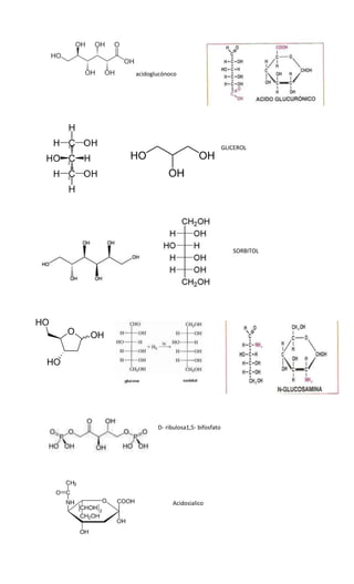 acidoglucónoco




                                   GLICEROL




                                      SORBITOL




       D- ribulosa1,5- bifosfato




            Acidosialico
 