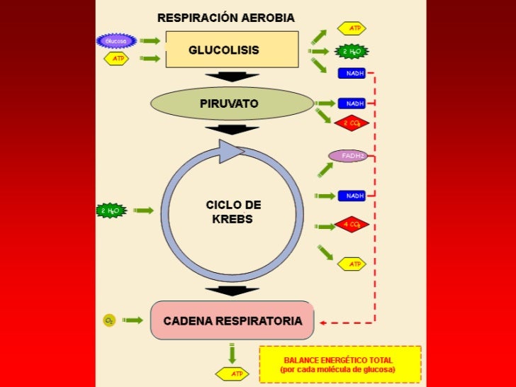 Acido lactico