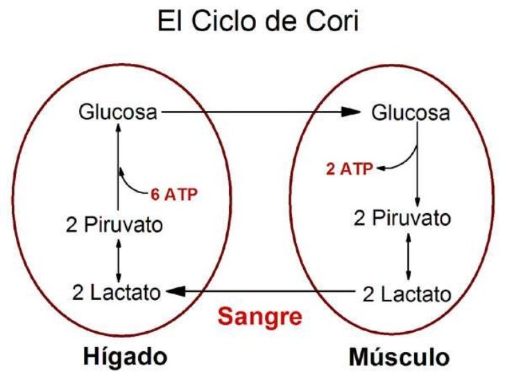 Acido lactico, fatiga y fibras