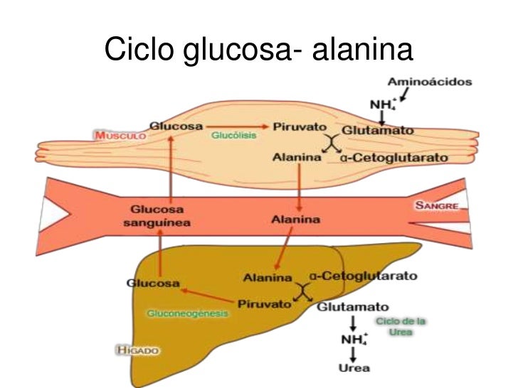 Acido lactico, fatiga y fibras