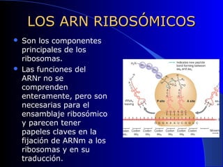 ACIDOS NUCLEICOS | PPT