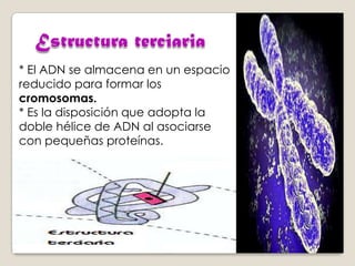 * El ADN se almacena en un espacio
reducido para formar los
cromosomas.
* Es la disposición que adopta la
doble hélice de ADN al asociarse
con pequeñas proteínas.

 