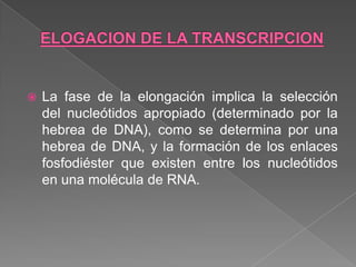 

La fase de la elongación implica la selección
del nucleótidos apropiado (determinado por la
hebrea de DNA), como se determina por una
hebrea de DNA, y la formación de los enlaces
fosfodiéster que existen entre los nucleótidos
en una molécula de RNA.

 