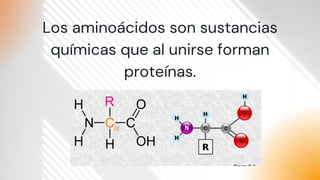 Los aminoácidos son sustancias

químicas que al unirse forman

proteínas.
 