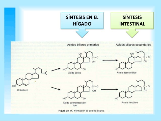 Acidos biliares Acidos biliares