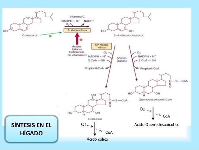 Acidos biliares Acidos biliares