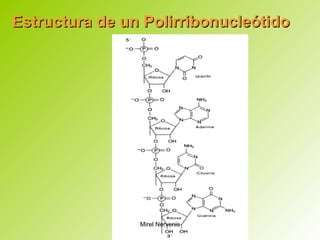 Estructura de un PolirribonucleótidoEstructura de un Polirribonucleótido
Mirel Nervenis
 