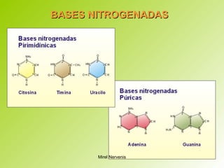 BASESBASES NITROGENADASNITROGENADAS
Mirel Nervenis
 
