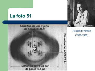 La foto 51 Rosalind Franklin (1920-1958) 