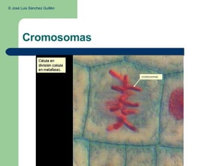 Cromosomas ©  José Luis Sánchez Guillén  