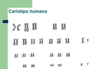 Cariotipo humano 