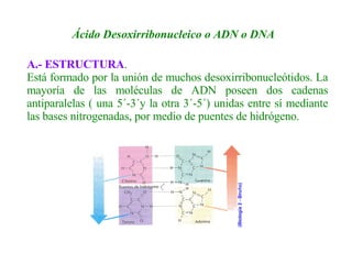 Ácido Desoxirribonucleico o ADN o DNA   A.- ESTRUCTURA . Está formado por la unión de muchos desoxirribonucleótidos. La mayoría de las moléculas de ADN poseen dos cadenas antiparalelas ( una 5´-3´y la otra 3´-5´) unidas entre sí mediante las bases nitrogenadas, por medio de puentes de hidrógeno.   