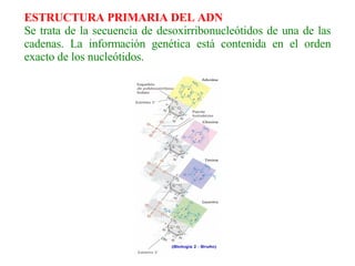 ESTRUCTURA PRIMARIA DEL ADN Se trata de la secuencia de desoxirribonucleótidos de una de las cadenas. La información genética está contenida en el orden exacto de los nucleótidos.   