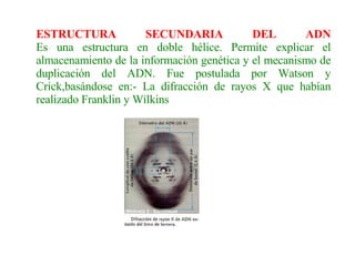 ESTRUCTURA SECUNDARIA DEL ADN Es una estructura en doble hélice. Permite explicar el almacenamiento de la información genética y el mecanismo de duplicación del ADN. Fue postulada por Watson y Crick,basándose en:- La difracción de rayos X que habían realizado Franklin y Wilkins 