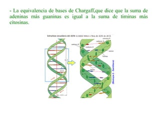 - La equivalencia de bases de Chargaff,que dice que la suma de adeninas más guaninas es igual a la suma de timinas más citosinas.   