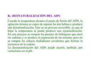 B.- DESNATURALIZACIÓN DEL ADN . Cuando la temperatura alcanza el punto de fusión del ADN, la agitación térmica es capaz de separar las dos hebras y producir una desnaturalización. Este es un proceso reversible, ya que al bajar la temperatura se puede producir una renaturalización. En este proceso se rompen los puentes de hidrógeno que unen las cadenas y se produce la separación de las mismas, pero no se rompen los enlaces fosfodiester covalentes que forman la secuencia de la cadena. La desnaturalización del ADN puede ocurrir, también, por variaciones en el pH. 
