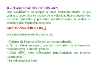 B.- CLASIFICACIÓN DE LOS ARN. Para clasificarlos se adopta la masa molecular media de sus cadenas, cuyo valor se deduce de la velocidad de sedimentación. La masa molecular y por tanto sus dimensiones se miden en svedberg (S). Según esto tenemos: ARN MENSAJERO (ARN m ) Sus características son la siguientes: - Cadenas de largo tamaño con estructura primaria. - Se le llama mensajero porque transporta la información necesaria para la síntesis proteica. - Cada ARN m  tiene información para sintetizar una proteina determinada. - Su vida media es corta. 
