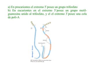 a) En procariontes el extremo 5´posee un grupo trifosfato b) En eucariontes en el extremo 5´posee un grupo metil-guanosina unido al trifosfato, y el el extremo 3´posee una cola de poli-A   