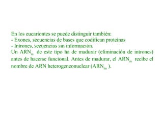 En los eucariontes se puede distinguir también: - Exones, secuencias de bases que codifican proteínas - Intrones, secuencias sin información. Un ARN m   de este tipo ha de madurar (eliminación de intrones) antes de hacerse funcional. Antes de madurar, el ARN m   recibe el nombre de ARN heterogeneonuclear (ARN hn  ).   