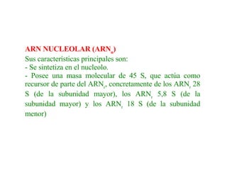 ARN NUCLEOLAR (ARN n ) Sus características principales son: - Se sintetiza en el nucleolo. - Posee una masa molecular de 45 S, que actúa como recurso r  de parte del ARN r , concretamente de los ARN r  28 S (de la subunidad mayor), los ARN r  5,8 S (de la subunidad mayor) y los ARN r  18 S (de la subunidad menor) 